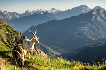 Majestic ibex in alpine Dolomites mountains during golden hour light