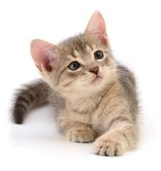Obraz premium Kitten on white background.