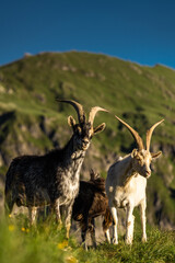 Ibex watches sunset over alpine ridges in the Dolomites mountains