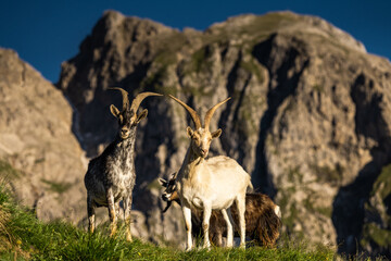  ibex climbs alpine slopes in Italy’s iconic Dolomites mountains