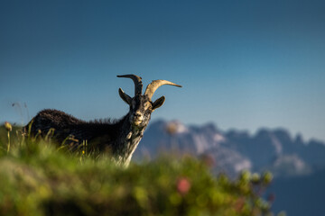 Strong alpine ibex surveys the vast Dolomites mountains at dusk