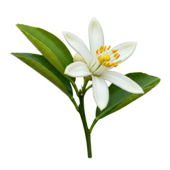 Lemon flower and leaves branch, isolated background