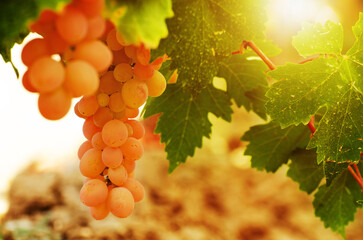 Green grapes on vine over grape leaves bright background