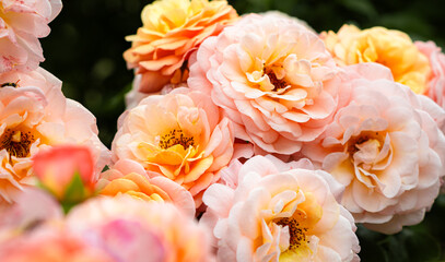 Clusters of soft pink and yellow flowers flourish in a garden showcasing their delicate petals...