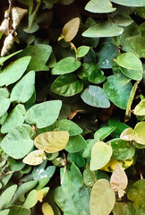 Close-Up of Vibrant Green Ivy Leaf Texture