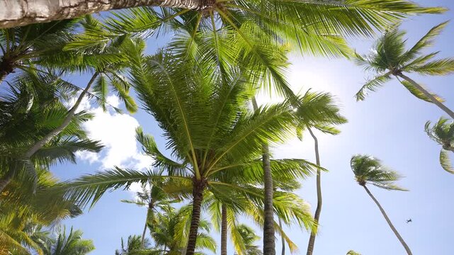 a golden cane palm leaf in a rain forest. Paradise place. Island in haven