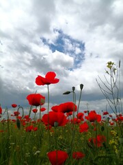 Obraz premium A blooming poppy field photographed from below, with a partly white cloudy sky.