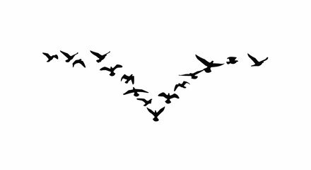 Bird Flock Flying in V Formation Silhouette on White Background, Migrating Birds Vector Illustration