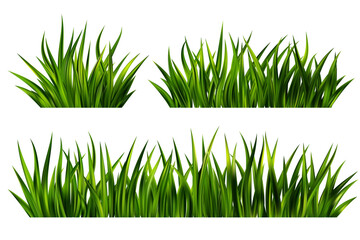 Green grass on field. Border of lawn plants isolated on white background. Realistic nature garden and meadow illustration. Long vegetation leaves. Summer fresh foliage vector design.
