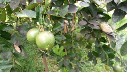 Lush lime tree vibrant green limes nature's bounty abundant harvest