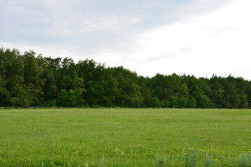 Green field with trees and cloudy sky