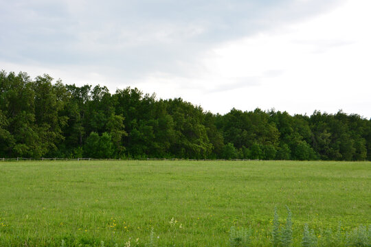 Green field with trees and cloudy sky - Powered by Adobe