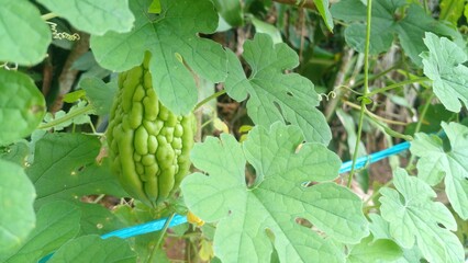 Vibrant green bitter melon growing wild a delightful sight nature's bounty at its best