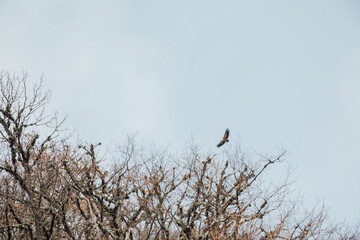 Bird of eagle flying in the sky above the clouds