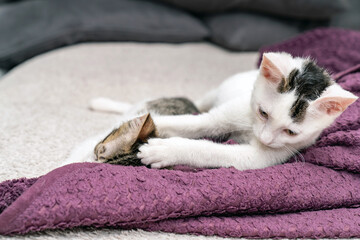 Two adorable kittens cuddling on cozy blanket, cute domestic cats relaxing indoors, playful feline...
