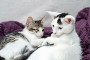 Two adorable kittens cuddling on cozy blanket, cute domestic cats relaxing indoors, playful feline friendship, sweet sleepy pets, lovely baby animals, soft fur, whiskers, home comfort, love