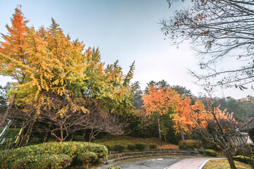 단풍