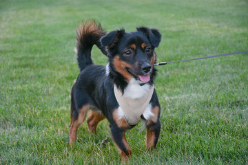 Energetic black and tan mixed-breed dog with a beige harness standing on green grass, looking happy...