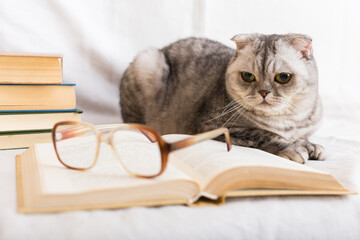 Inquisitive tabby gray cat sitting near open book and glasses of owner