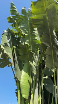 tropical tall African Sabal fan palms gracefully sways against blue sky, natural beauty tropics, infinity tropical background, banner for travel agencies, hotels, airlines