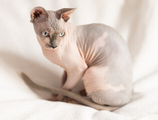 Portrait of sphinx cat on white background