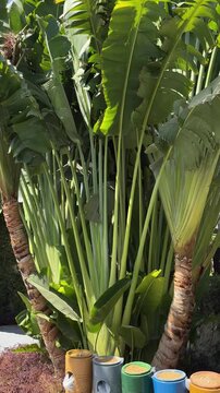 tropical tall African Sabal fan palms gracefully sways against blue sky, natural beauty tropics, infinity tropical background, banner for travel agencies, hotels, airlines
