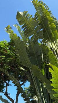 tropical tall African Sabal fan palms gracefully sways against blue sky, natural beauty tropics, infinity tropical background, banner for travel agencies, hotels, airlines