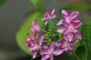 雨に濡れたピンクの紫陽花