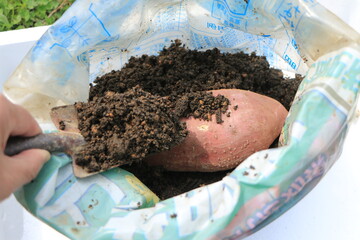 サツマイモの芽出し