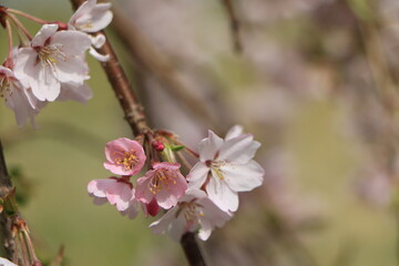 白色とピンク色のサクラの花