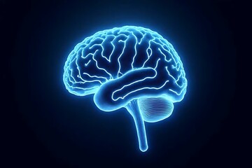 3d rendered illustration of a brain