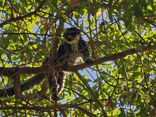 Lemur Resting on Tree Branch