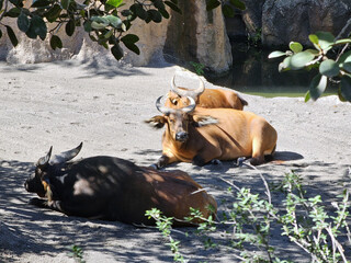 Bongo Antelopes Resting in Shade