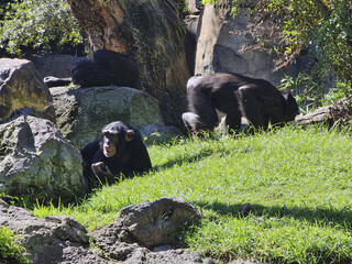 Chimpanzees Exploring Natural Habitat