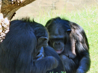 Chimpanzees Engaged in Social Interaction