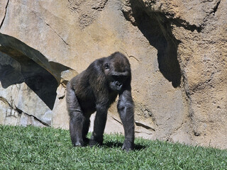 Gorilla Standing in Sunlight
