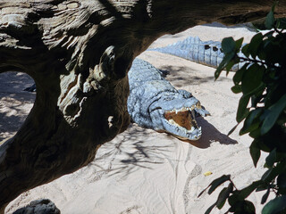 Crocodile Basking with Open Jaw