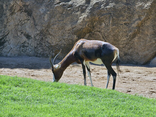 Blackbuck Grazing