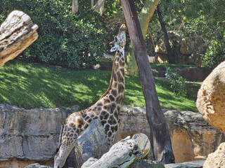 Giraffe Reaching Tree