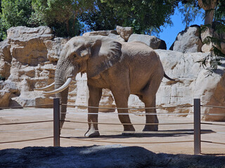 Elephant with Long Tusks