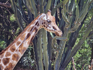 Giraffe Eating Cactus