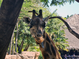 Giraffe Portrait