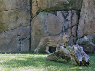 Lioness Walking