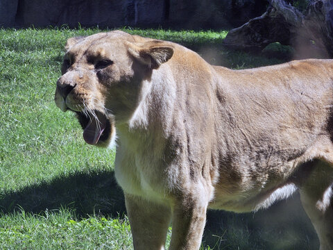 Lioness Yawning
