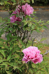 綺麗に咲いた牡丹の花
