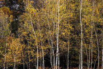 Autumn birch forest changes color