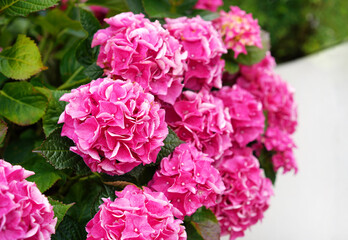 Close up of lavish bushes of pink hydrangea flowers with green leaves.