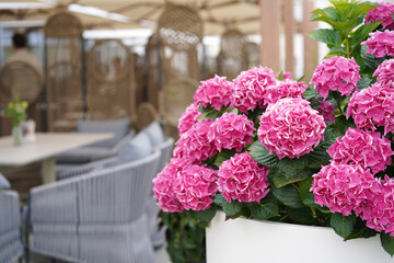bushes of pink hydrangea flowers in interior caffe