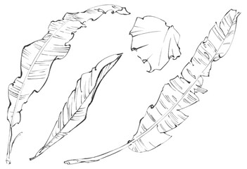 Detailed Black and White Sketches of Banana Leaves