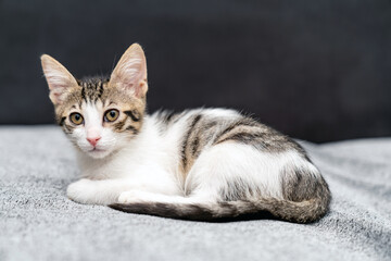 Adorable tabby kitten sleeping peacefully on soft grey blanket, close up of cute baby cat resting indoors, cozy and calm domestic pet photo perfect for animal care, sleep, or pet lifestyle themes